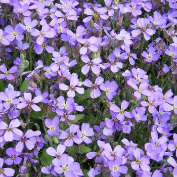 Winter Bedding Aubretia 'Lilac Blue' Six Plug Plants, 5 of 5