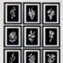 Nine Framed Botanical Wall Art Prints, thumbnail 12 of 12