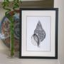 Framed Limited Edition Triton Shell Giclee Print, thumbnail 1 of 7