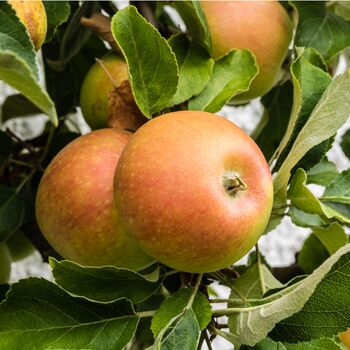 Fruit Trees Apple Cox Orange Pippin Bare Rooted, 2 of 5