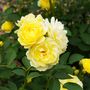 Rose Plant Floribunda 'Mountbatten' 5 L Pot Plant, thumbnail 2 of 6