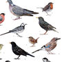 British Garden Birds Illustrated Print, thumbnail 4 of 6