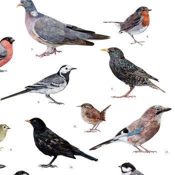 British Garden Birds Illustrated Print, 4 of 6