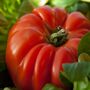Grow Your Own Tomato Seed Selection Pack, thumbnail 6 of 7