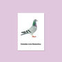 Columba Livia Domestica Pigeon Print, thumbnail 4 of 5