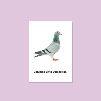 Columba Livia Domestica Pigeon Print, 4 of 5