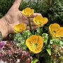 Buttercup Garden Stakes Set Of Five, thumbnail 4 of 5