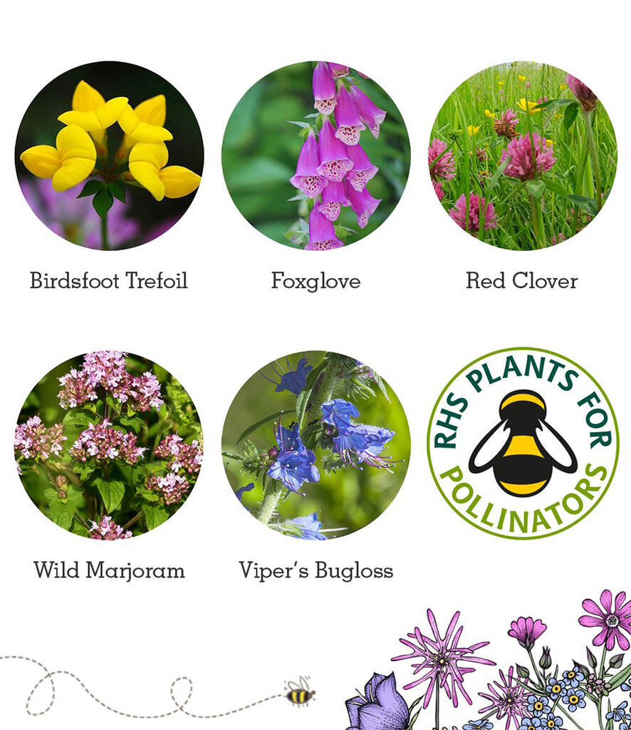 Wild Flower Seed Scatter Packets 100 Balls By Seedball