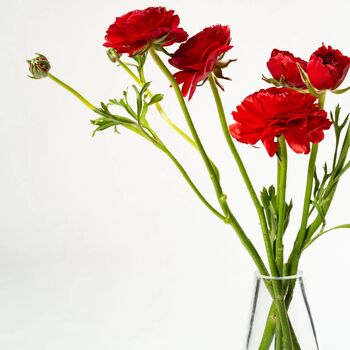 Flame Red Ranunculus Fresh Flower Bouquet, 3 of 3