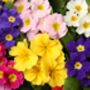 Primrose 'Cabaret Mix' 18 X Plant Pack, thumbnail 5 of 10