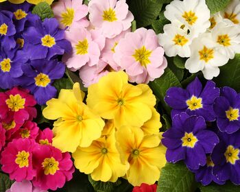 Primrose 'Cabaret Mix' 18 X Plant Pack, 5 of 10