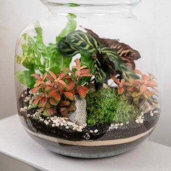 Tropical Terrarium Kit Diy | 'Leeds', 4 of 12