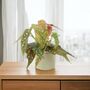 Polka Dot Begonia – Begonia Maculata 12cm Pot, thumbnail 7 of 9