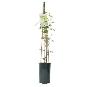 Clematis Guernsey Cream In 3 L Pot – Fragrant Climber, 4 of 6
