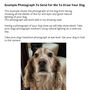 Personalised Pet Portrait Drawing, thumbnail 9 of 11