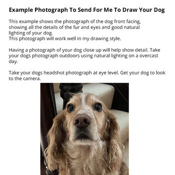Personalised Pet Portrait Drawing, 9 of 11