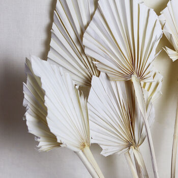 Bleached Dried Exotic Palm Spear Bunch, 4 of 5