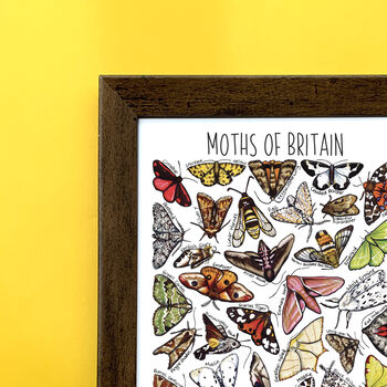 Moths Of Britain Wildlife Print, 2 of 10