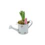 Hyacinth Planter In Metal Watering Can – Gift Ready, thumbnail 3 of 6