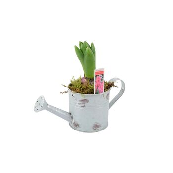 Hyacinth Planter In Metal Watering Can – Gift Ready, 3 of 6