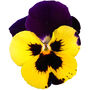 Flowers Pansy 'Yellow With Purple Wing' 20 X Plant Pack, thumbnail 1 of 4