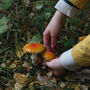 Guided Woodland Nature Walk For One In The South Downs, thumbnail 9 of 9