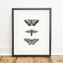 Butterfly Botanical Illustration Print, thumbnail 3 of 4