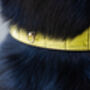 Genuine Leather Lime Green Soft Italian Dog Collar, thumbnail 7 of 8