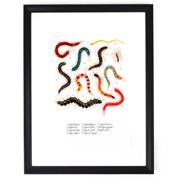 Myriapoda Centipede Art Print, 5 of 8