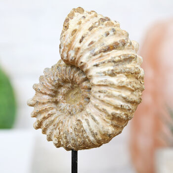 Douvilleceras Ammonite Bespoke Solid Oak Stand Real Authentic Dinosaur Fossil Natural History Interior Design Home Decor Gift Ornament, 2 of 4