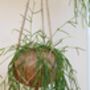 Hoya Linearis Kokedama Hanging Planter, thumbnail 2 of 5