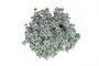 Sedum Plants 'Cape Blanco', thumbnail 1 of 6