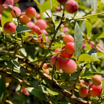 Fruit Plants Blueberry 'Pink Lemonade' One X 2 L Pot, 5 of 5