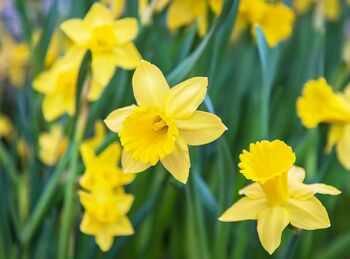 Spring Bulbs Daffodil 'King Alfred' Bulb Pack, 6 of 7