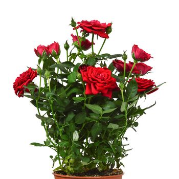 Miniature Rose Plant ‘Red’ One Plant In 10.5cm Pot, 2 of 5