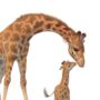 Illustrated Children's Wall Art Print Giraffe And Calf, thumbnail 2 of 4