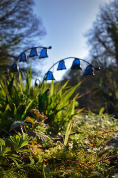 Spring Blooms Bluebells Everlasting Faux Glass Flower, 6 of 9