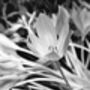 Autumn Crocus #One, Black And White, Art Print, thumbnail 3 of 7