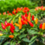 Chilli Plants, 'Super Fresno', thumbnail 4 of 10