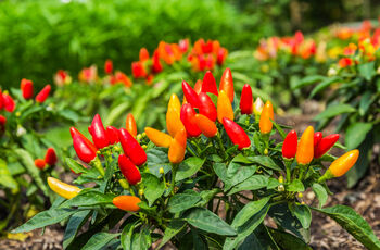 Chilli Plants, 'Super Fresno', 4 of 10