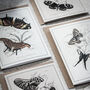 Vintage Butterfly Card Set – Mixed Pack Of Four, thumbnail 1 of 10