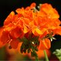 Flowering Plants Geranium 'Orange' 20 Large Plants, thumbnail 1 of 5