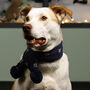 Gold Star Knitted Dog Scarf, thumbnail 1 of 5