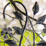 Personalised Vintage Garden Bird Bath, thumbnail 5 of 10