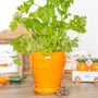 Orange Carrot Shaped Planter With Parsley Seed Balls, thumbnail 2 of 4