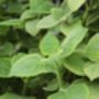 Herb Plants Borage In 9cm Pots, thumbnail 3 of 7