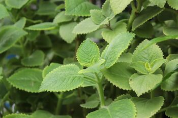 Herb Plants Borage In 9cm Pots, 3 of 7