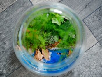 Beach Themed Terrarium Kit | 'Dominica', 10 of 12