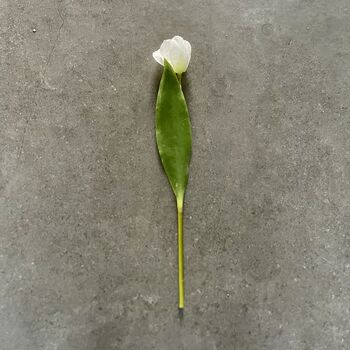 Artificial White Tulip Stem, 4 of 6