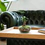 Bonsai Diy Terrarium Kit: Stylish Plant Decor | 'Kyoto', thumbnail 7 of 11